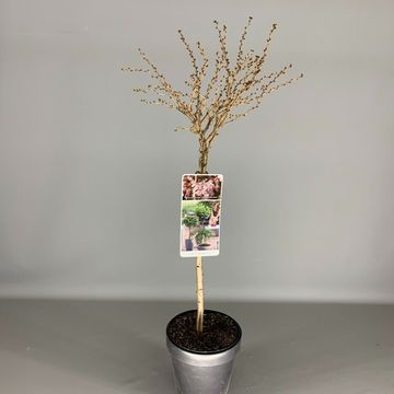 Prunus incisa 'Койоу-ноу-май'