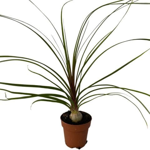 Beaucarnea recurvata