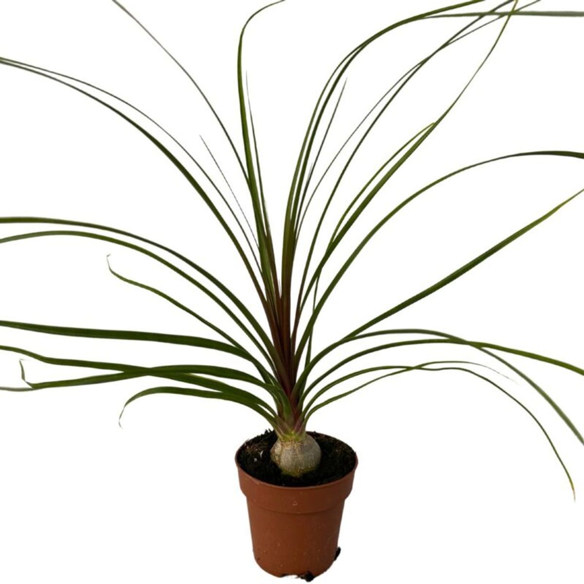 Beaucarnea recurvata — Plant Wholesale FlorAccess