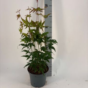 Acer palmatum