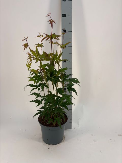 Acer palmatum