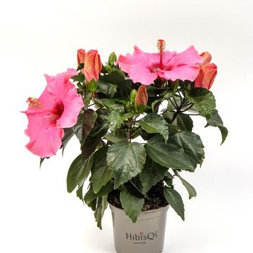 Hibiscus rosa-sinensis 'Adonicus Pink'