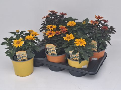 Heliopsis helianthoides 'Sole Scuro'