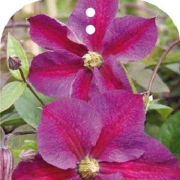 Clematis STAR OF PAKISTAN (LL)