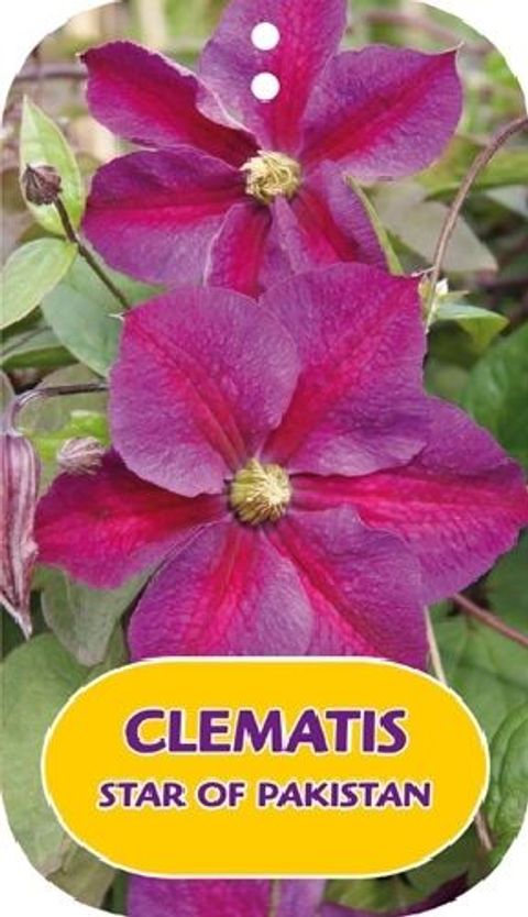 Clematis STAR OF PAKISTAN (LL)