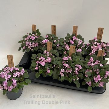 Saintpaulia TRAILING DOUBLE PINK