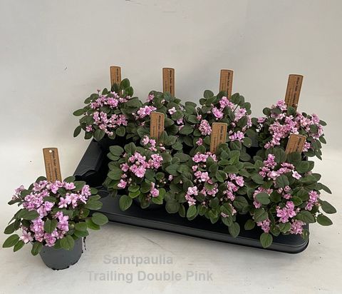 Saintpaulia TRAILING DOUBLE PINK