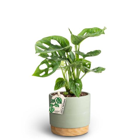 Monstera friedrichsthalii