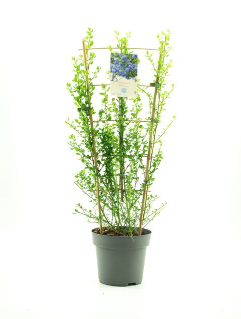 Ceanothus impressus 'Виктория'