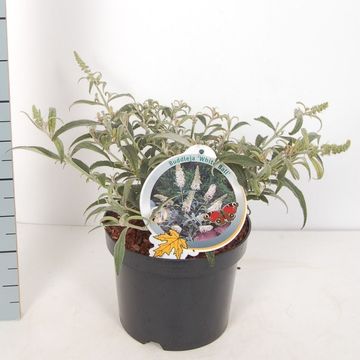 Buddleja 'White Ball'