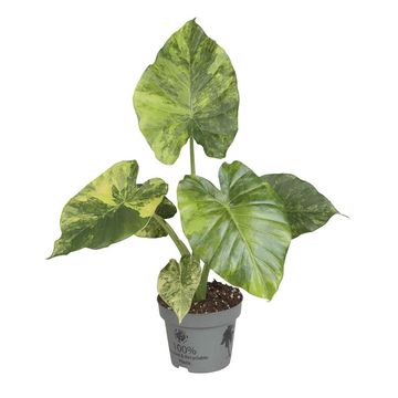 Alocasia macrorrhizos 'Aurea Variegata'