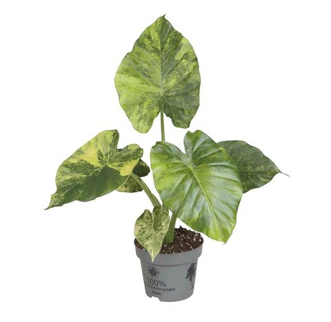 Alocasia macrorrhizos 'Aurea Variegata'