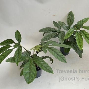 Trevesia burckii