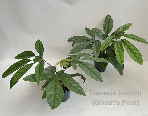 Trevesia burckii