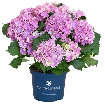 Гидрангея крупнолистная SURFING SAFARI SEASIDE