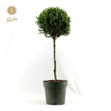 Buxus sempervirens