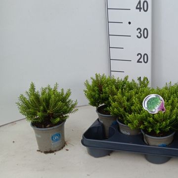 Hebe buxifolia