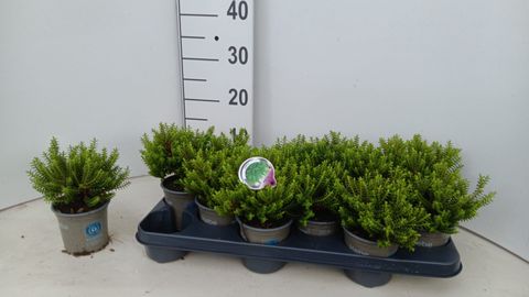 Hebe buxifolia