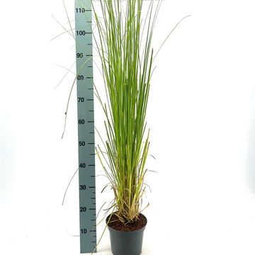 Cortaderia selloana