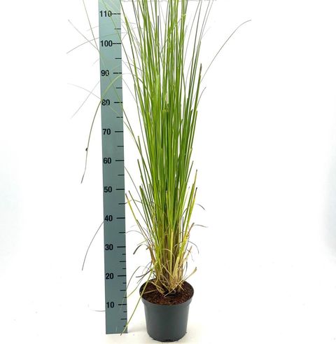Cortaderia selloana