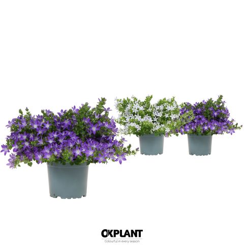 Campanula ADDENDA MIX