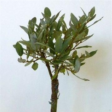 Salix helvetica