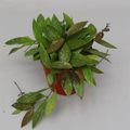 Hoya gracilis