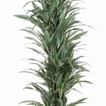 Dracaena fragrans 'Warneckei'