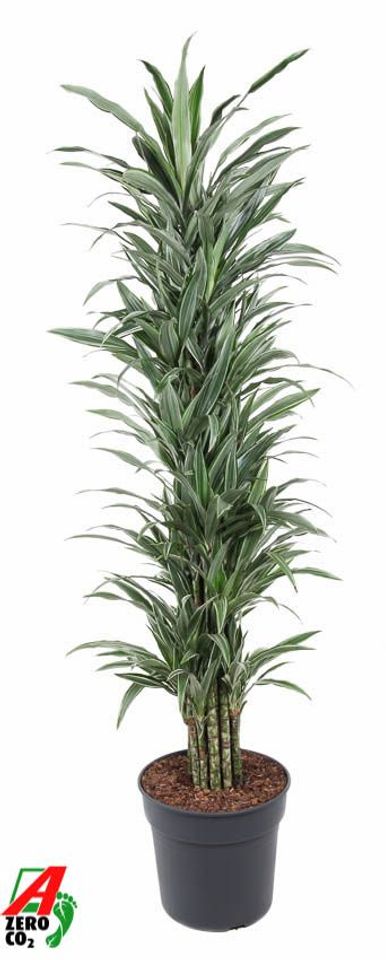 Dracaena fragrans 'Warneckei'