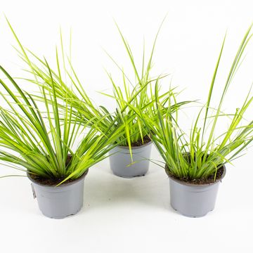 Acorus gramineus 'Ogon'
