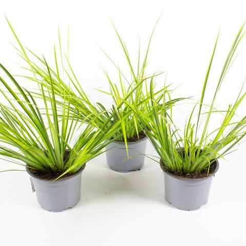 Acorus gramineus 'Ogon'