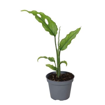 Μονστέρα obliqua 'Peru'