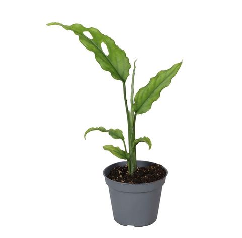 Monstera obliqua 'Peru'