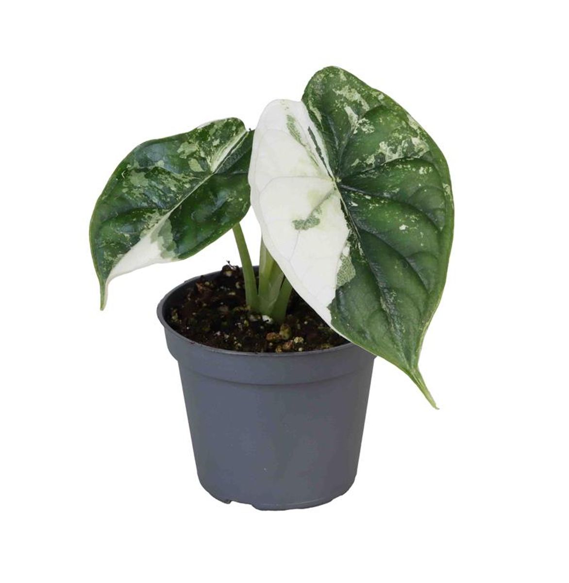 Alocasia 'Dragon Scale Albo Variegata' — Toptan Bitki Satışı