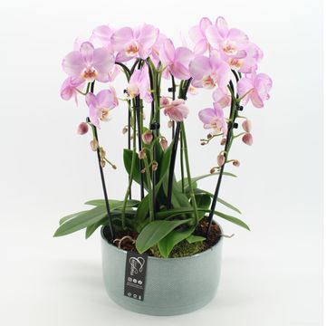 Arrangement Phalaenopsis