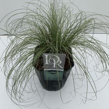 Carex comans 'Frosted Curls'