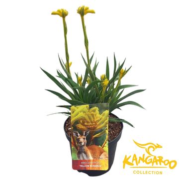 Anigozanthos 'Yellow Bonanza'