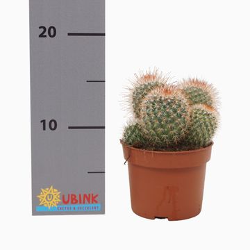 Mammillaria spinosissima