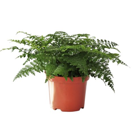 Asplenium 'Parvati'