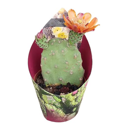 Opuntia tomentosa