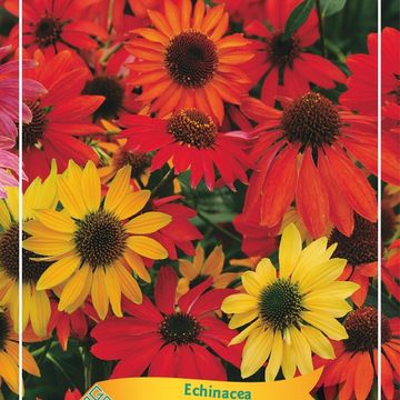 Echinacea 'Butterfly Kisses'