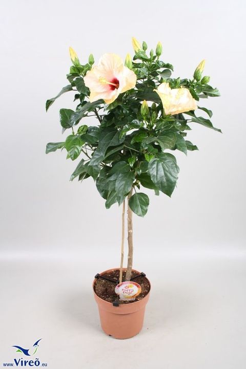 Hibiscus rosa-sinensis SUNNY VENETIE WHITE