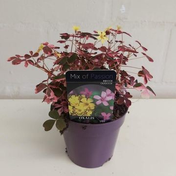 Oxalis vulcanicola 'Plum Crazy'