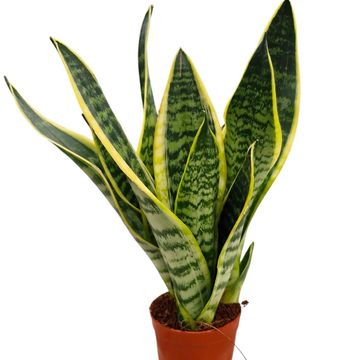 Sansevieria trifasciata 'Futura Superba'