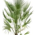 Chamaerops humilis