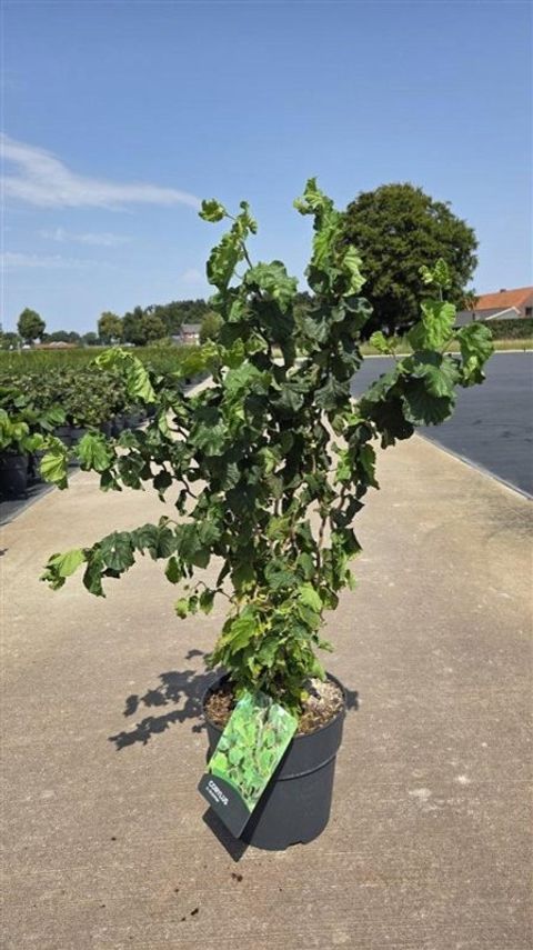 Corylus avellana 'Scooter'