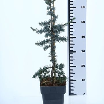 Cedrus libani 'Glauca'