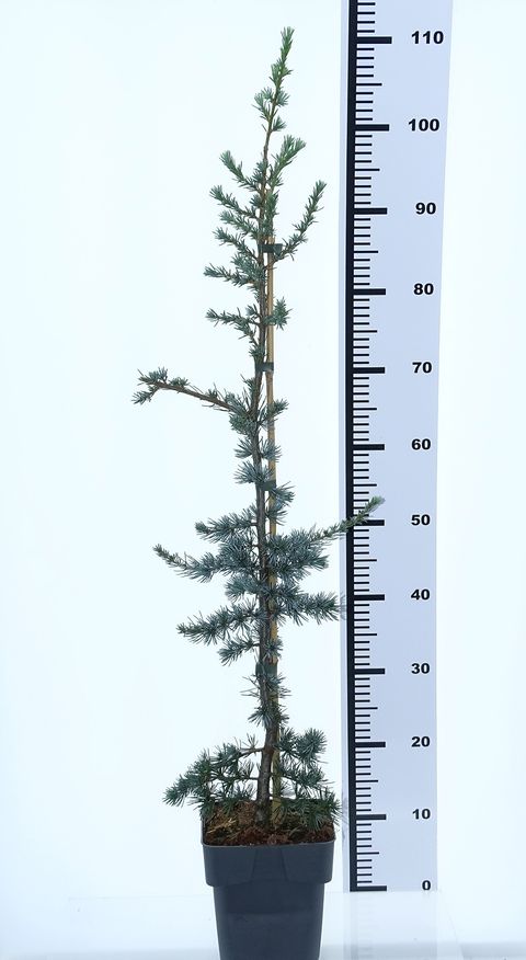 Cedrus libani 'Glauca'