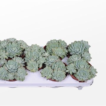 Echeveria 'Zonnestraal'