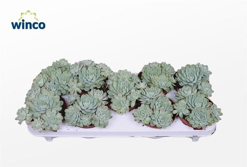 Echeveria 'Zonnestraal'